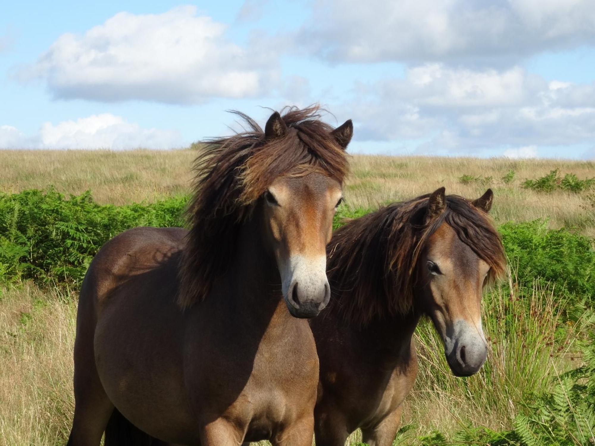 Exmoor Bnb In Withypool On Two Moors Way מראה חיצוני תמונה